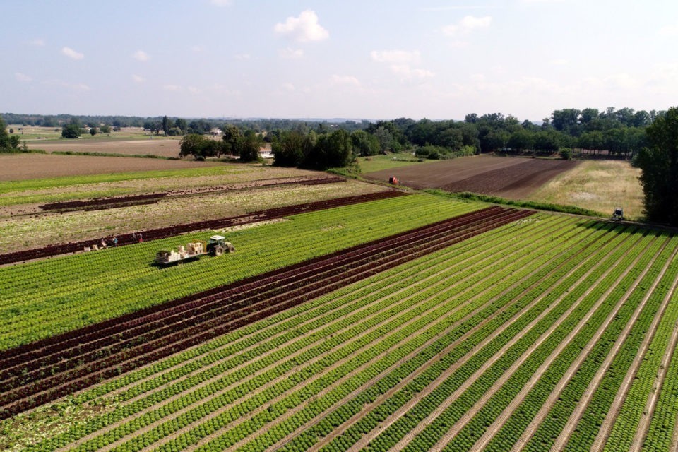 Panier de légumes 100% Blagnac